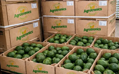Hass avocados sourced from a certified Kenyan farm, ready for the export process