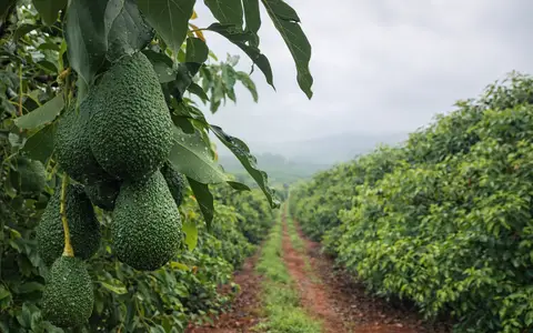 Hass and Fuerte avocados from Kenyan farms destined for new exporters entering the export market