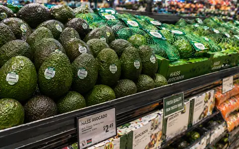Avocados being inspected for physical defects during export quality grading