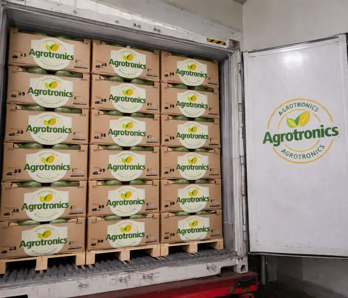 Hass and Fuerte avocados packed for export