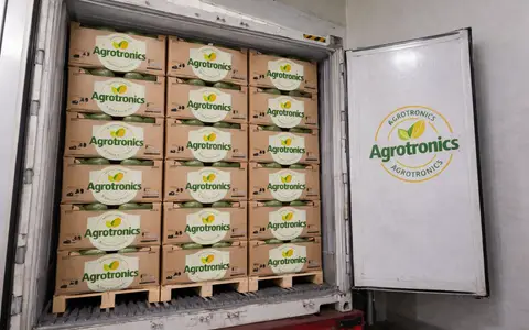 Avocados grown for export under Kenya's AFA-regulated horticultural export framework